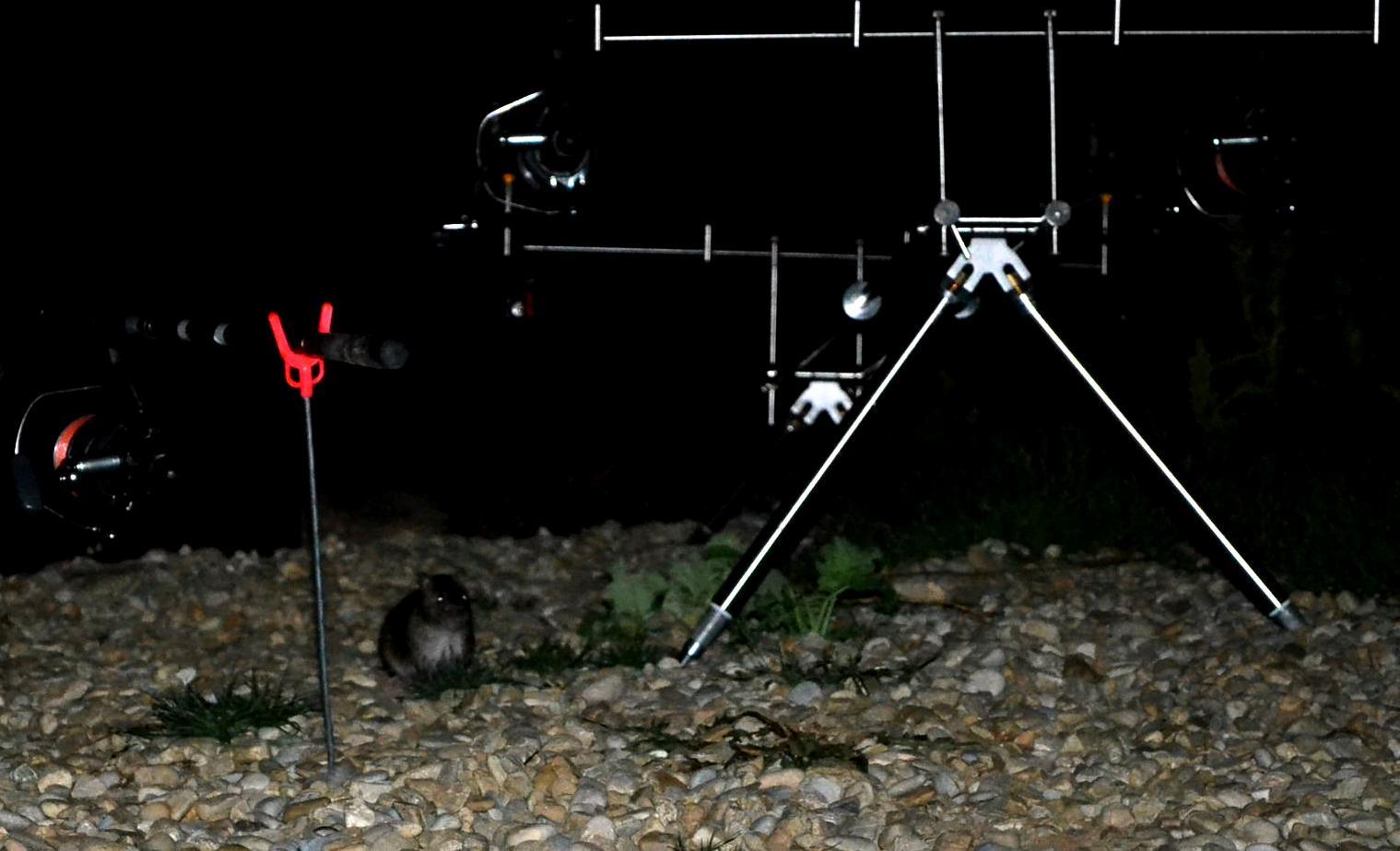 Hermes Peris 5 - 6 sep. - Musafiri de pe uscat